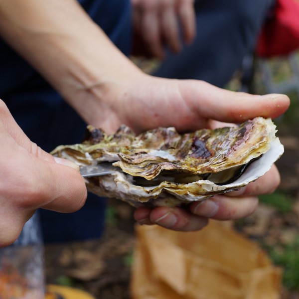 Premium Austernmesser Austernschalen