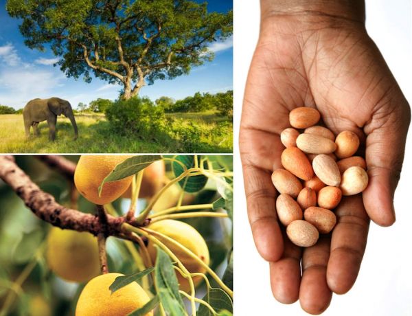 Marula Öl kaltgepresst 100ml