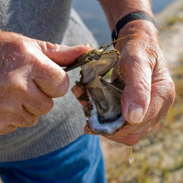 Premium Austernmesser Austernschalen