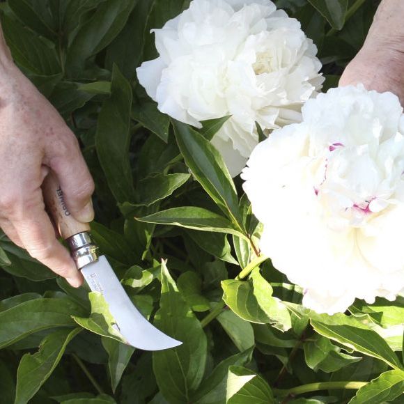 Gärtnermesser Serpette No 8 Buche rostfrei