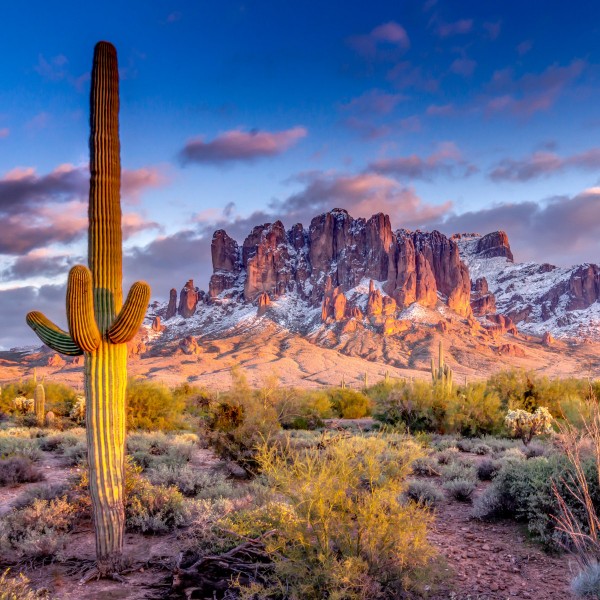 Kaktus Doppelplatinen japanischer Damaststahl