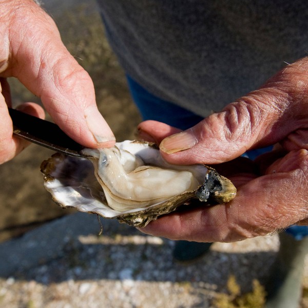 Premium Austernmesser Austernschalen